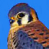 Kestrel