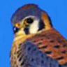 Kestrel